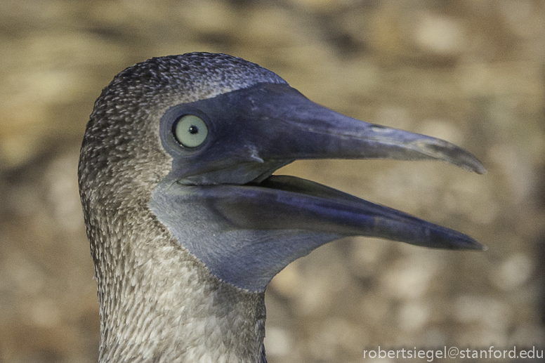 galapagos